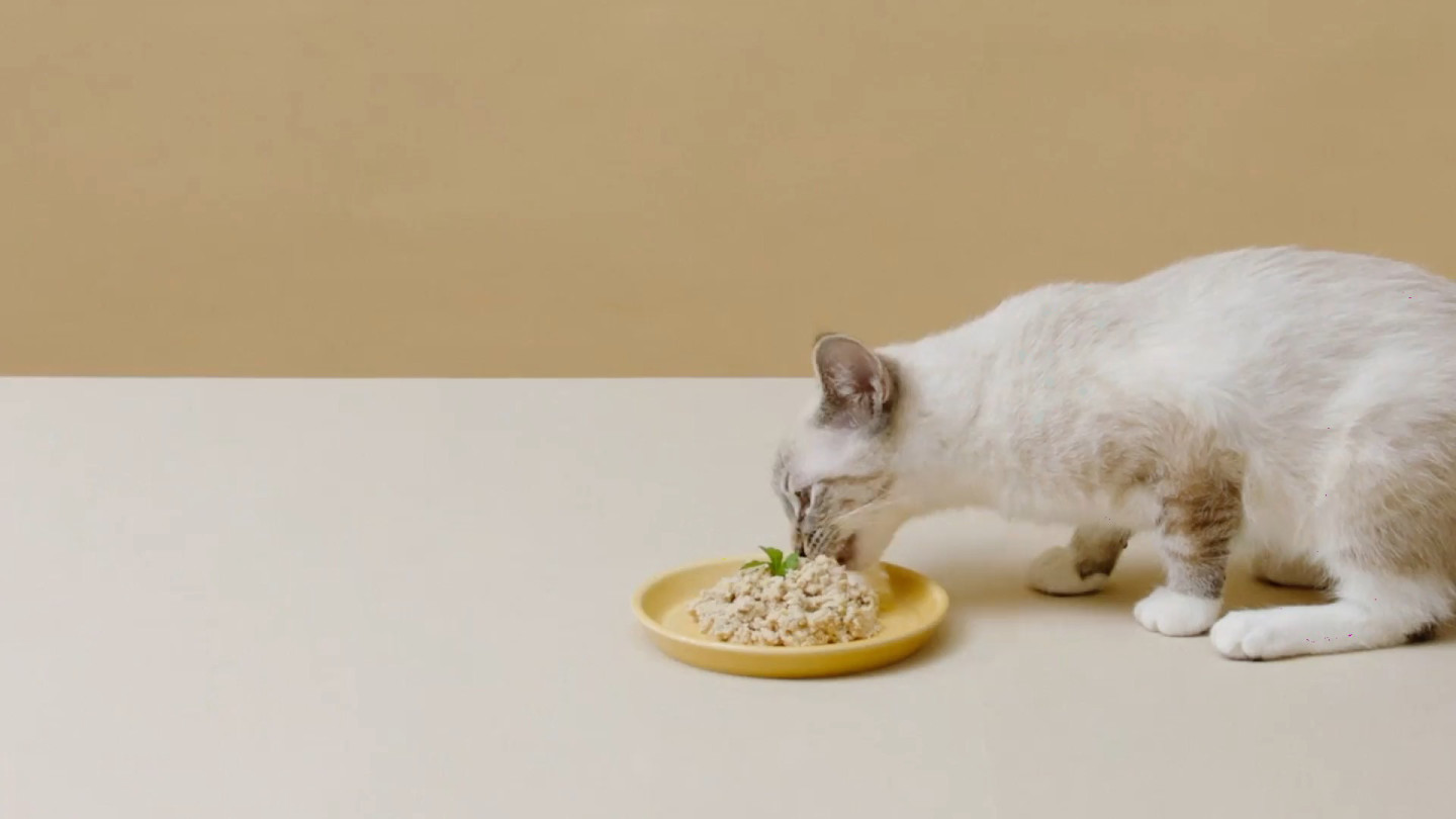 alimentation chats boutique -alimentation chats boutique introVideoHP